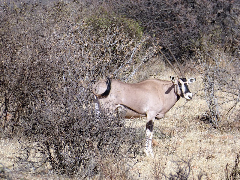 Un poquito de Kenia: Lagos Naivasha y Nakuru, Samburu y Masai Mara - Blogs de Kenia - SEGUIMOS EN TIERRAS DE SAMBURU. (19)