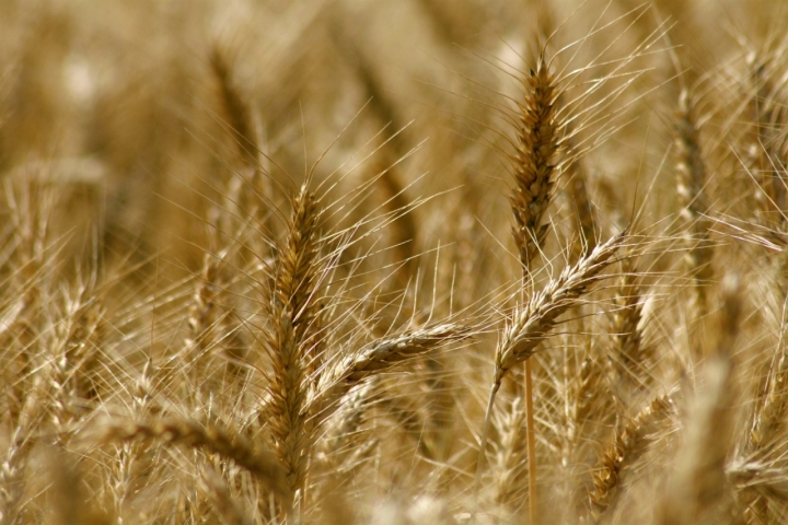 Grano dorato di danielasmerieri