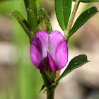 Vetch