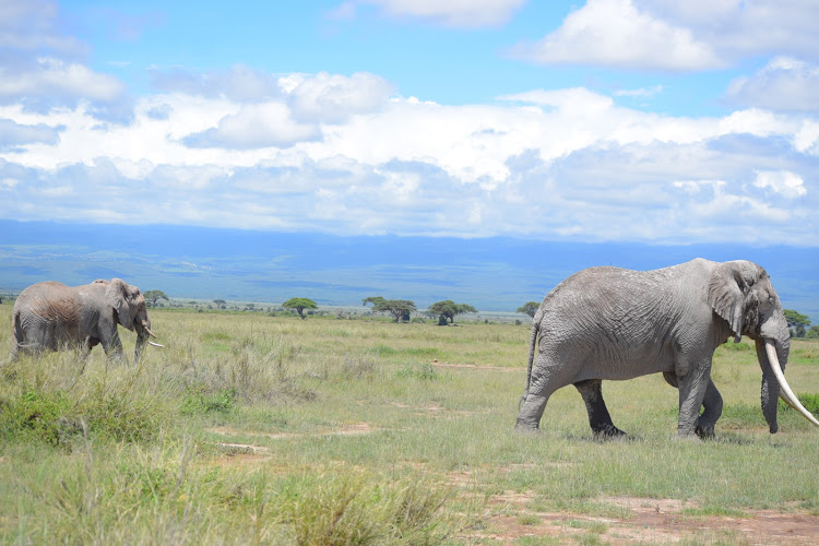MOST DISTRUCTIVE: Elephants at the Amboseli National Park. May 8, 2021. / CHARLENE MALWA