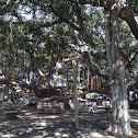 Banyan Tree