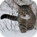 CatBG: Cat Wallpapers Apk