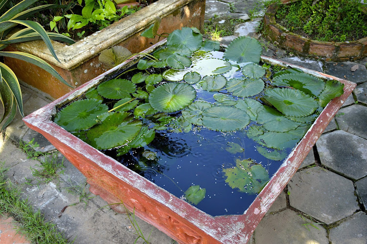  A beautiful pond of water lilies at a private home dating to when the French occupied Vietnam. 