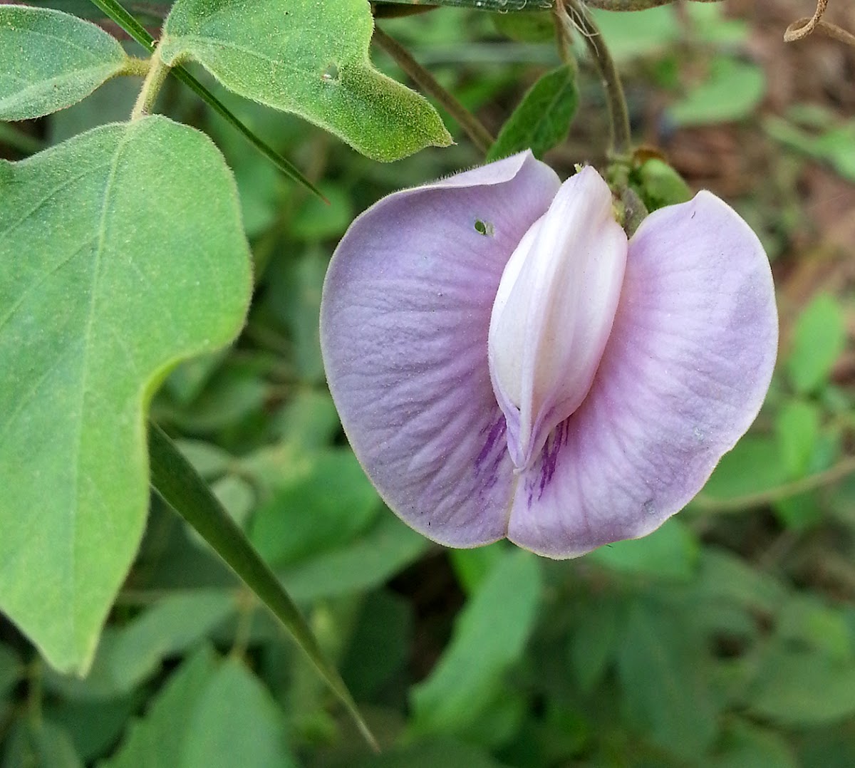 Butterfly Pea