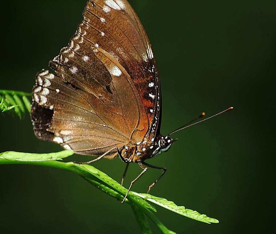 Great Eggfly