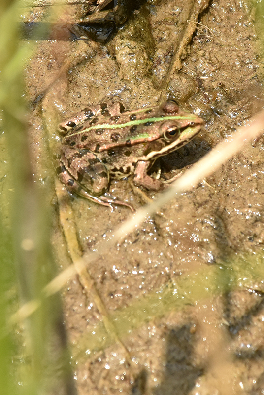 Marsh frog