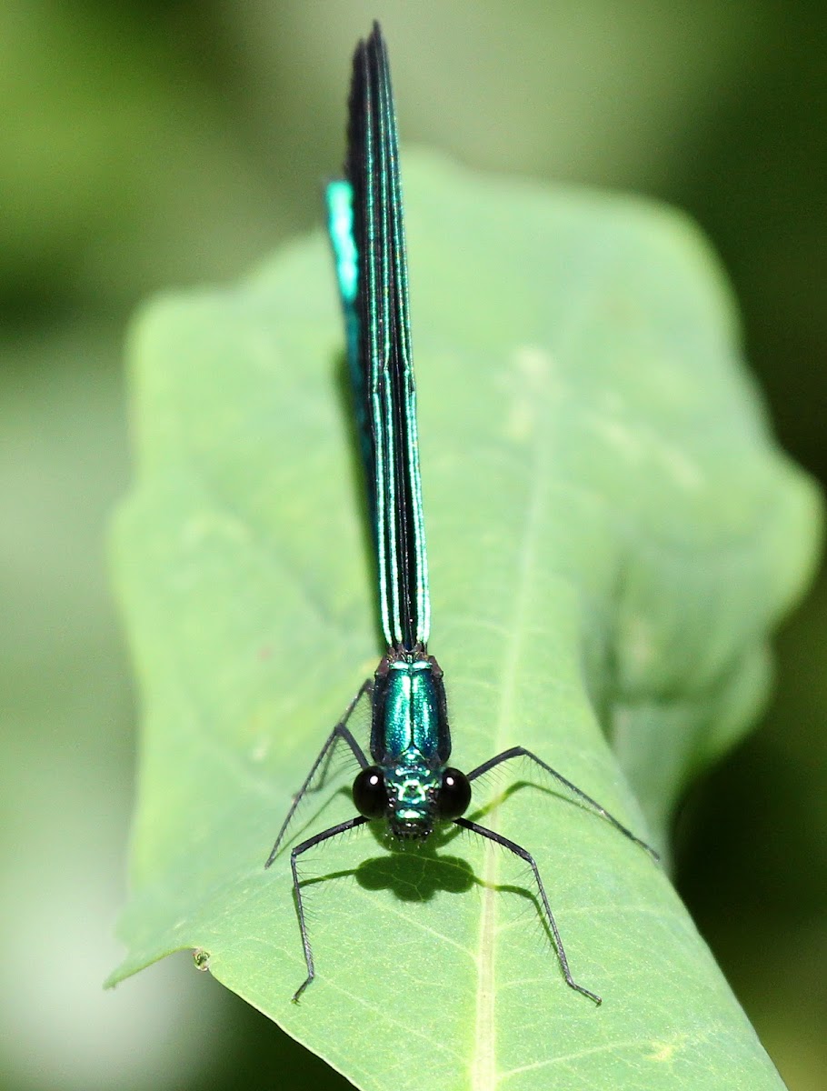 Ebony Jewelwing Damselfly (Male)