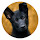 German Shepherd New Tab Theme HD