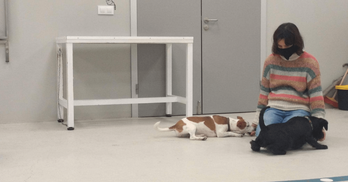 puppy learning to lie down in training class