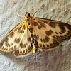 Small Magpie moth