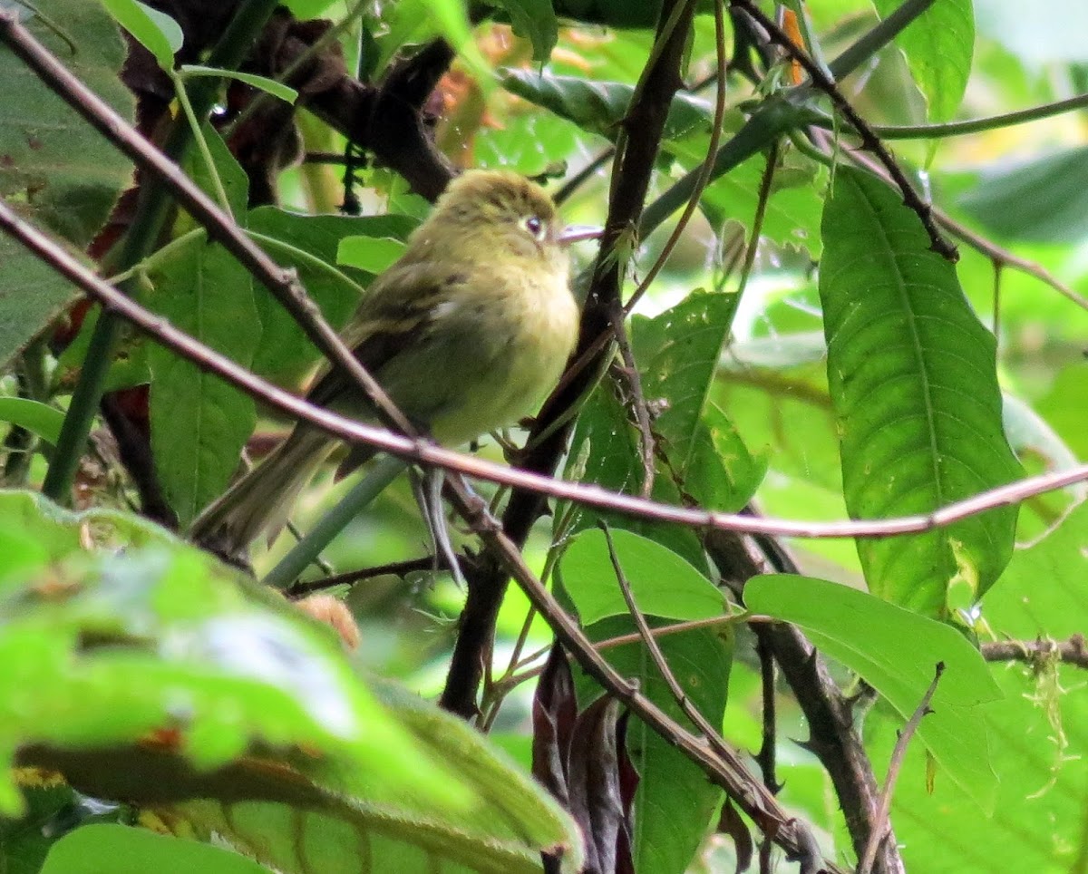 Yellowish Flycatcher