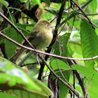 Yellowish Flycatcher