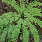 Maidenhair Fern