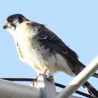 American Kestrel, Male