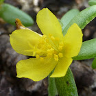 Purslane