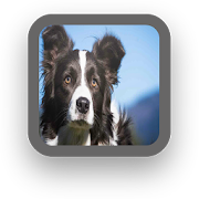 Border Collie Wallpapers  Icon