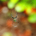 Venusta Orchard Spider