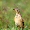 Paddyfield Pipit