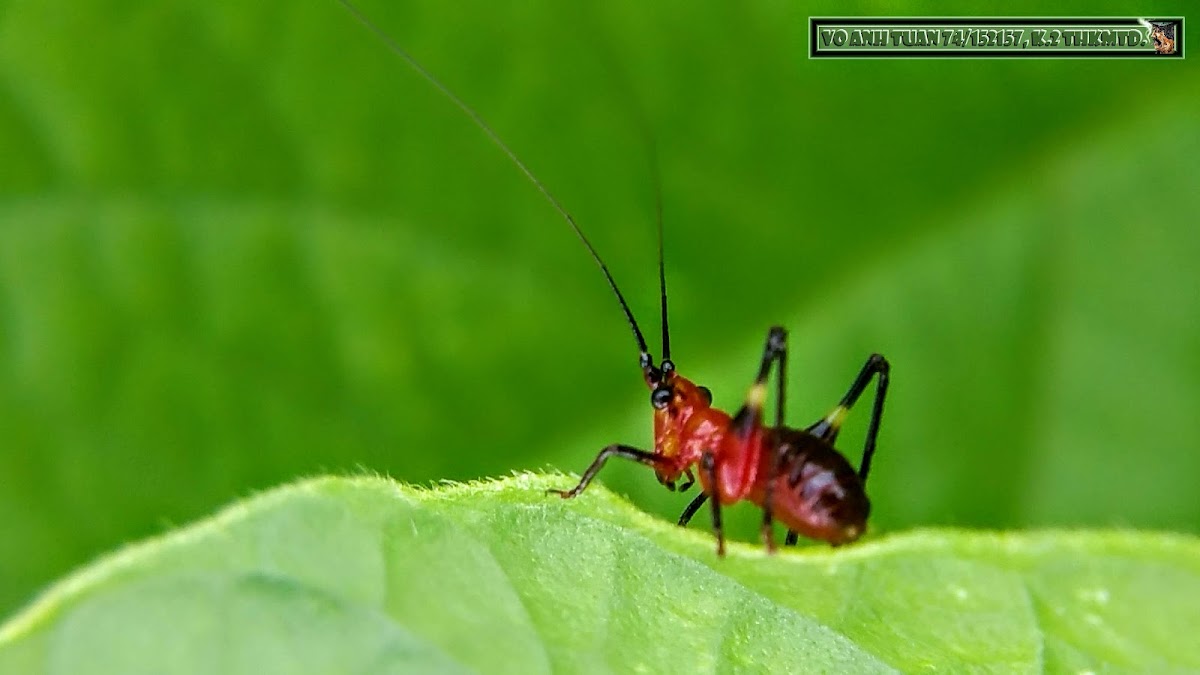 Tiny Beautiful Asian Red And Black Long Horned Grasshopper