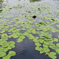 勝洋水草休閒農場