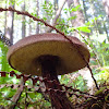 Admirable bolete