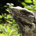 Spiny-tailed Iguana