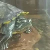 ユーザー