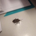 Brown Marmorated Stink Bug