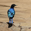 Superb Starling