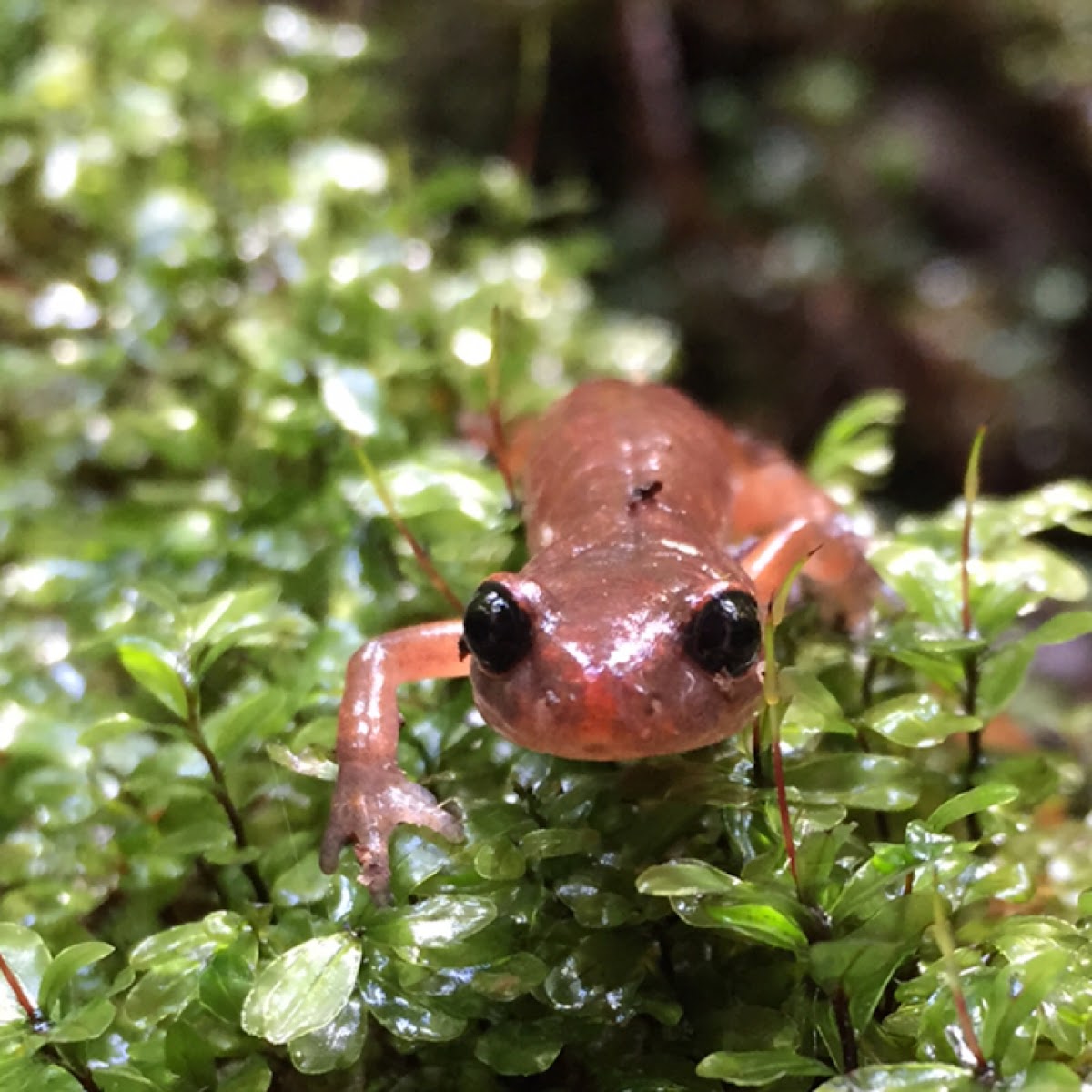 Oregon Ensatina