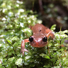 Oregon Ensatina