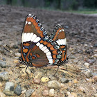 White Admiral