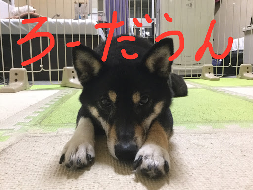 C Hr Zyx10のローダウン 車高短 黒柴 犬 ネタ切れに関するカスタム メンテナンスの投稿画像 車のカスタム情報はcartune