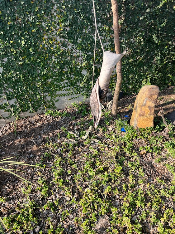 Isibopho hanging from a tree in Lebo M's garden.