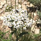 Yarrow