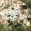 Yarrow