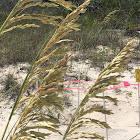 Sea oats with seat turtle nest behind