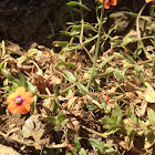 Scarlet Pimpernel