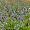 Woodhouse's Scrub-Jay