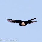 Magpie; Urraca