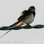 Barn Swallow; Golondrina Común