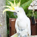 Sulphur-crested Cockatoo