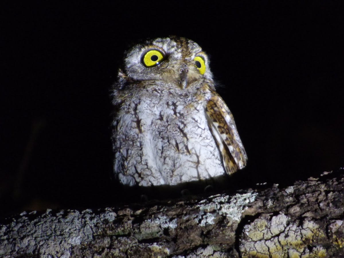 Oriental Scops-owl