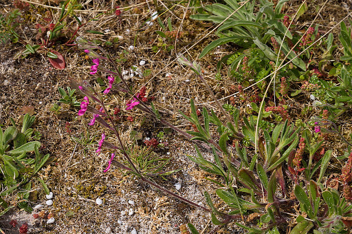 Silene scabriflora