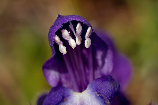 Prunella grandiflora