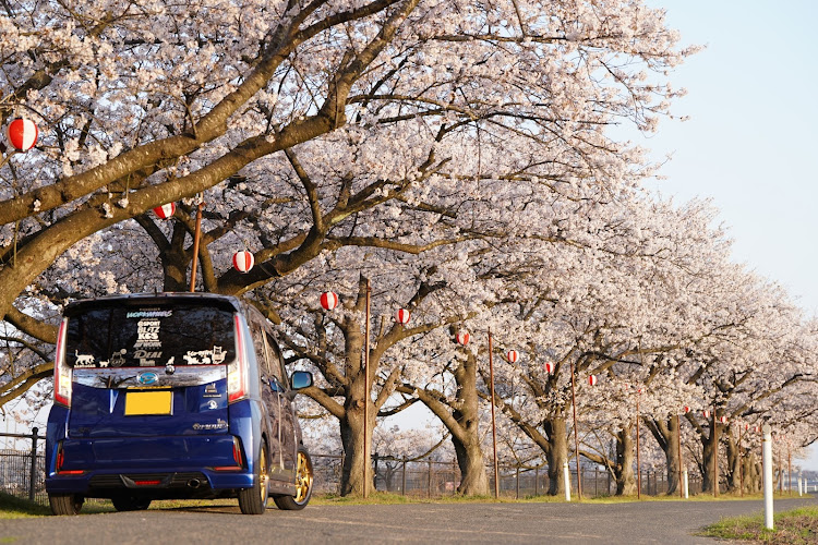 ムーヴのサクラと愛車・桜とコラボ・桜・桜コラボ・ピックアップチャレンジに関するカスタム事例の投稿画像1枚目