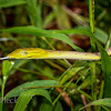 Oriental Whipsnake