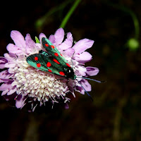 Farfallina garganica di 