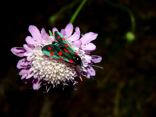 Farfallina garganica di acido