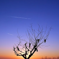 L'albero e il Cielo di 